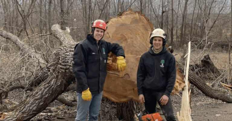 The Importance of Hiring a Professional Tree Removal Service