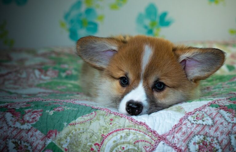 Exploring 99exch: A Comprehensive Review of India’s Leading Digital Exchange Platform